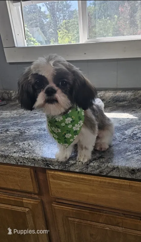 Shelby Imperial , a female Shih Tzu for sale in Dunn, NC – 1 of 5