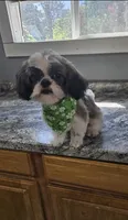 Shelby Imperial , a female Shih Tzu for sale in Dunn, NC – 1 of 5