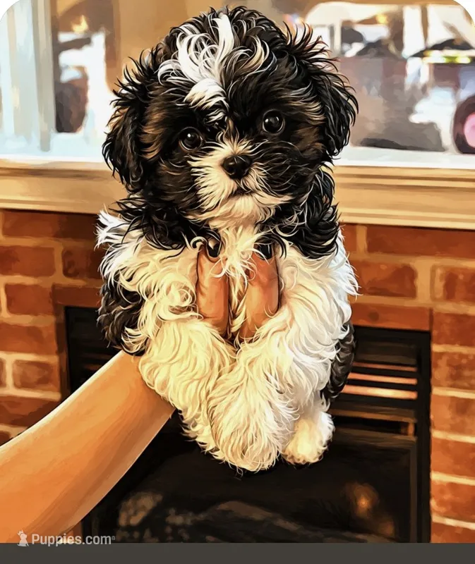 Bernie Imperial  – Shih Tzu puppy for sale in Dunn, NC