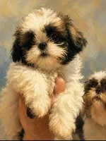 Shelby Imperial , a female Shih Tzu for sale in Dunn, NC – 1 of 5