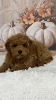 Mateo, a male Poodle - Toy  for sale in Lagrange, IN – 3 of 3