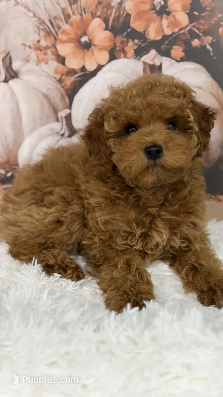 Mateo – Poodle - Toy  puppy for sale in Lagrange, IN