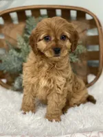 processed/a90e0dd8-39f5-4de1-a062-2cc2dac4fdc9/listing/3a0451dd-97d6-4776-ad83-958ebcd3e25c/803ab9db-2962-451b-8d76-15fd17643121