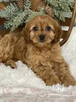 processed/a90e0dd8-39f5-4de1-a062-2cc2dac4fdc9/listing/3a0451dd-97d6-4776-ad83-958ebcd3e25c/b7d727e3-a654-4a1f-8f2c-cf10121c9042