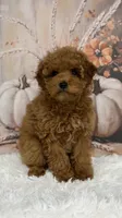 Mateo, a male Poodle - Toy  for sale in Lagrange, IN – 2 of 3