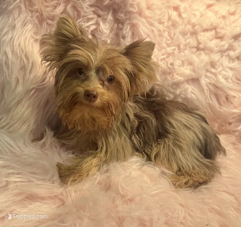 Mocha  – Yorkshire Terrier puppy for sale in Lucerne Valley, CA