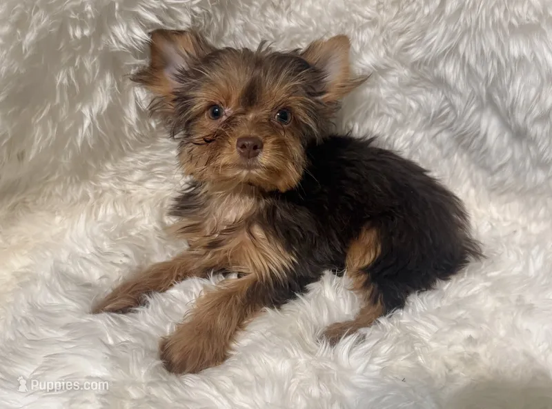 Cookie dough  – Yorkshire Terrier puppy for sale in Lucerne Valley, CA