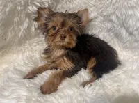 Cookie dough , a female Yorkshire Terrier for sale in Lucerne Valley, CA – 1 of 1