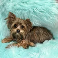Stud muffin, a male Yorkshire Terrier for sale in Lucerne Valley, CA – 1 of 1