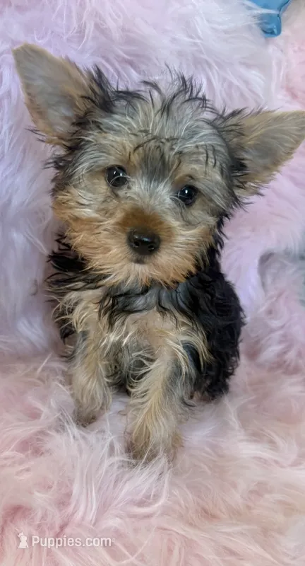 Soli  – Yorkshire Terrier puppy for sale in Lucerne Valley, CA