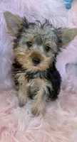 Soli , a female Yorkshire Terrier for sale in Lucerne Valley, CA – 1 of 2