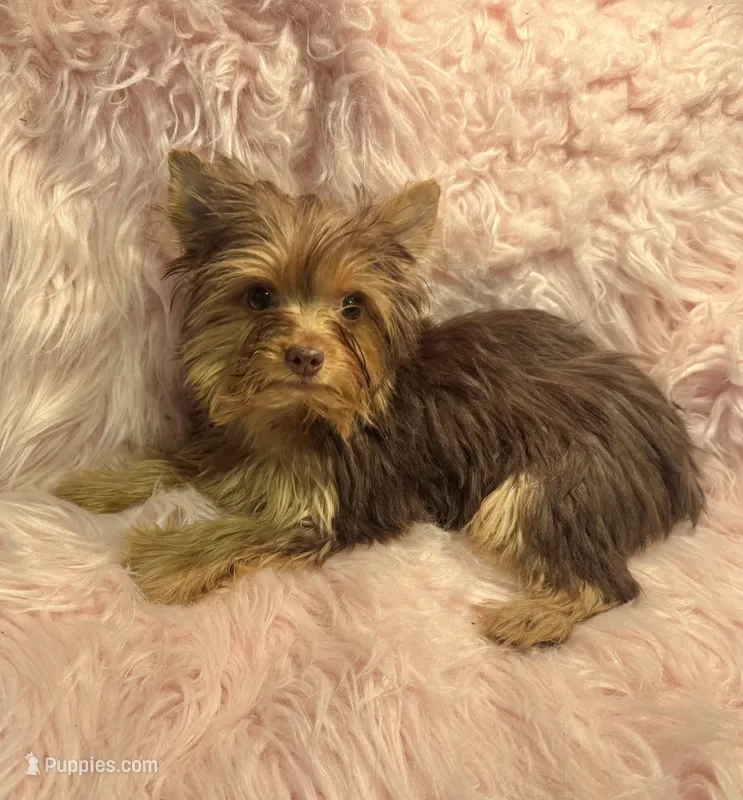 Cookie dough  – Yorkshire Terrier puppy for sale in Lucerne Valley, CA
