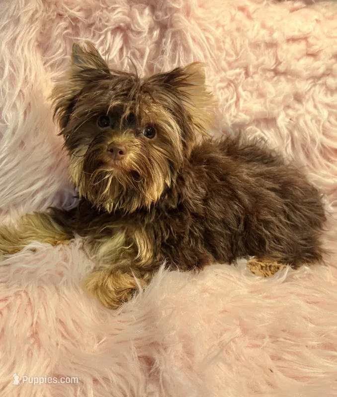 Mocha  – Yorkshire Terrier puppy for sale in Lucerne Valley, CA