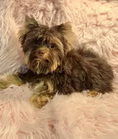 Mocha , a female Yorkshire Terrier for sale in Lucerne Valley, CA – 1 of 1