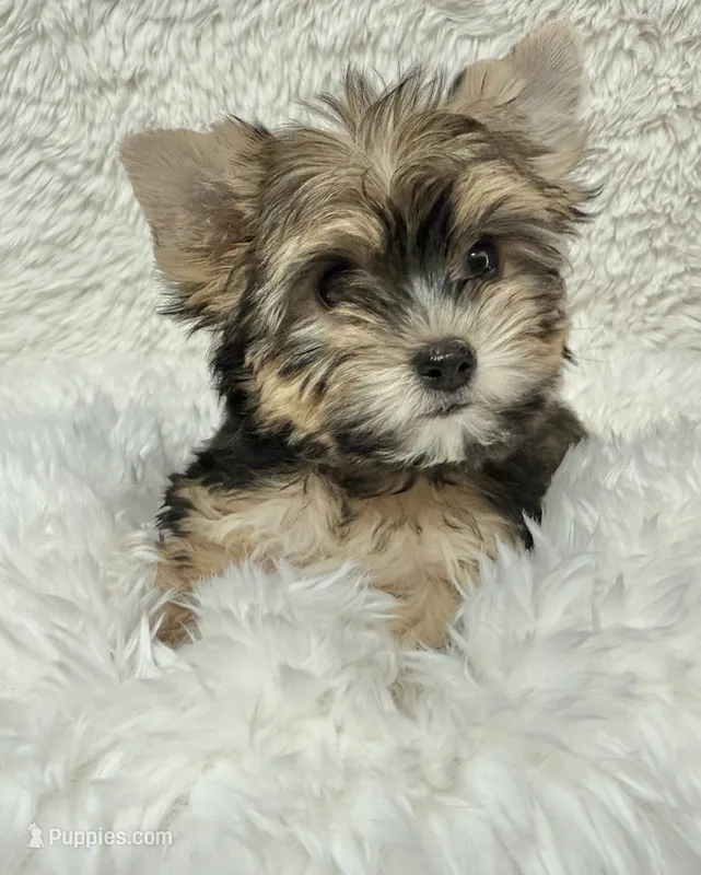 Rosi  – Yorkshire Terrier puppy for sale in Lucerne Valley, CA