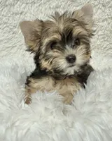 Rosi , a female Yorkshire Terrier for sale in Lucerne Valley, CA – 1 of 1