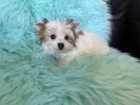 Jack , a male Yorkshire Terrier for sale in Lucerne Valley, CA – 1 of 1