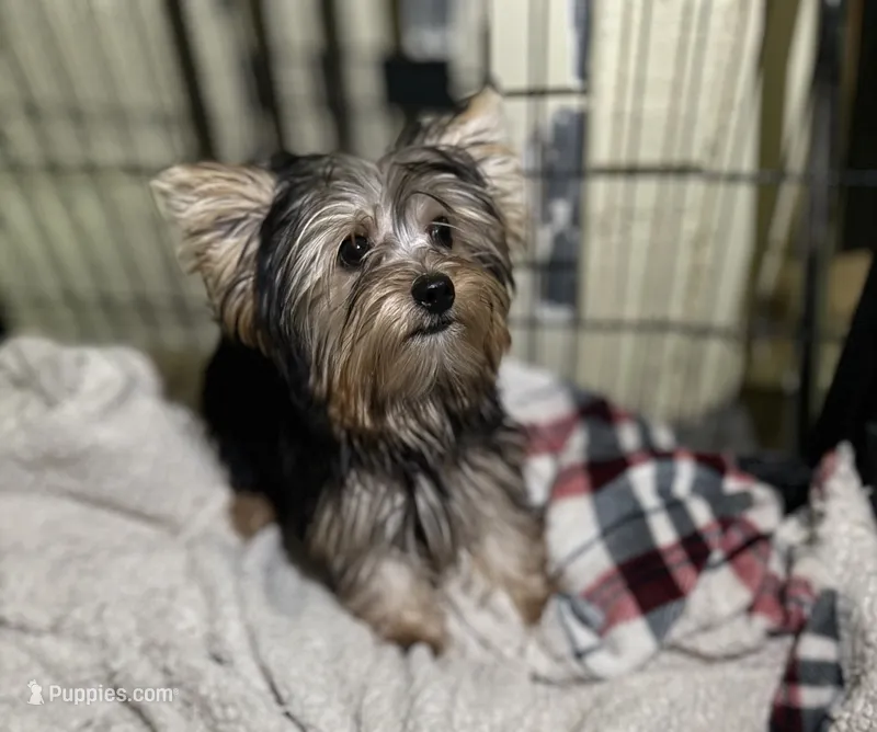 Rex – Yorkshire Terrier puppy for sale in Lucerne Valley, CA