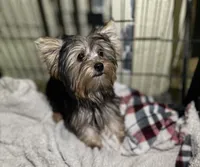 Rex, a male Yorkshire Terrier for sale in Lucerne Valley, CA – 1 of 1