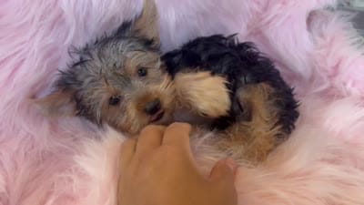 Soli , a female Yorkshire Terrier for sale in Lucerne Valley, CA – 2 of 2