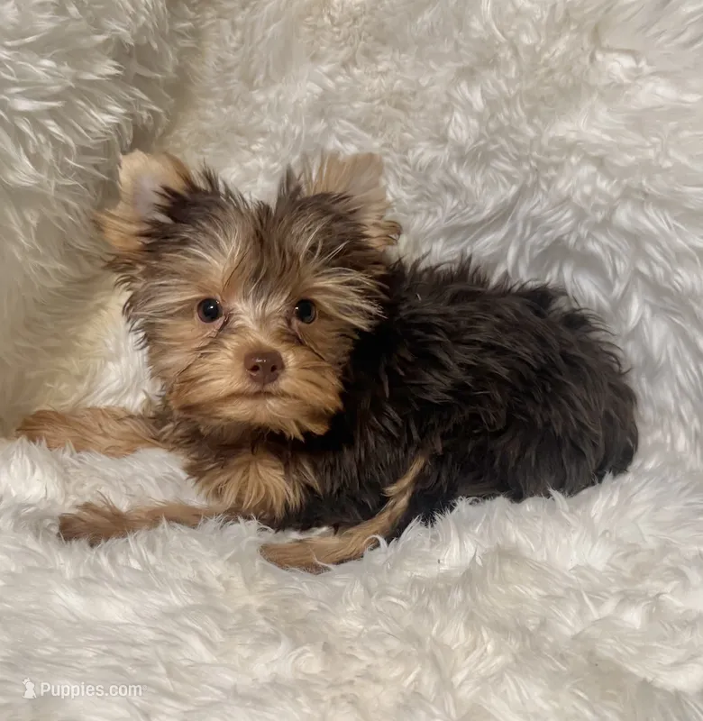 Mocha  – Yorkshire Terrier puppy for sale in Lucerne Valley, CA