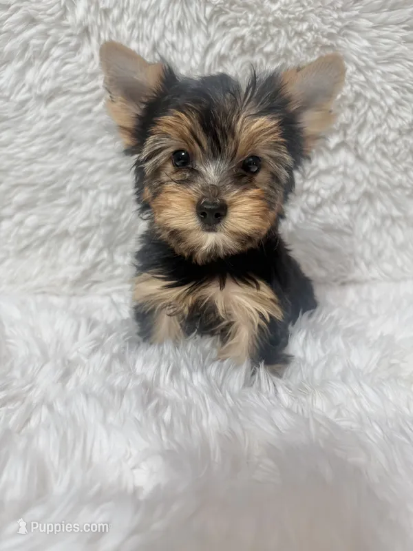 Freddy  – Yorkshire Terrier puppy for sale in Lucerne Valley, CA