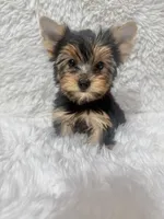 Freddy , a male Yorkshire Terrier for sale in Lucerne Valley, CA – 1 of 1