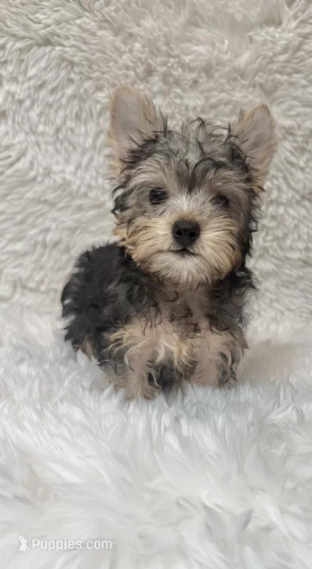 Stanley  – Yorkshire Terrier puppy for sale in Lucerne Valley, CA
