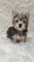 Stanley , a male Yorkshire Terrier for sale in Lucerne Valley, CA – 1 of 1