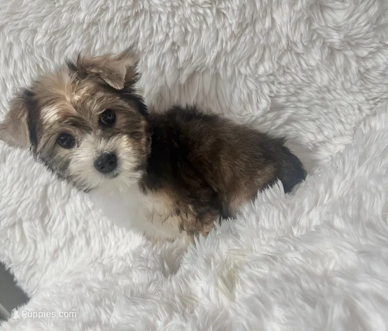 Candy  – Yorkshire Terrier puppy for sale in Lucerne Valley, CA