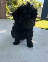 Marissa, a female Shihpoo for sale in West Alexandria, OH – 2 of 2