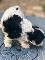 Macy, a female Shihpoo for sale in West Alexandria, OH – 5 of 5