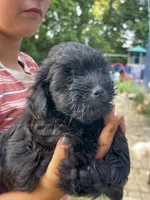 Maxx, a male Shihpoo for sale in West Alexandria, OH – 3 of 4