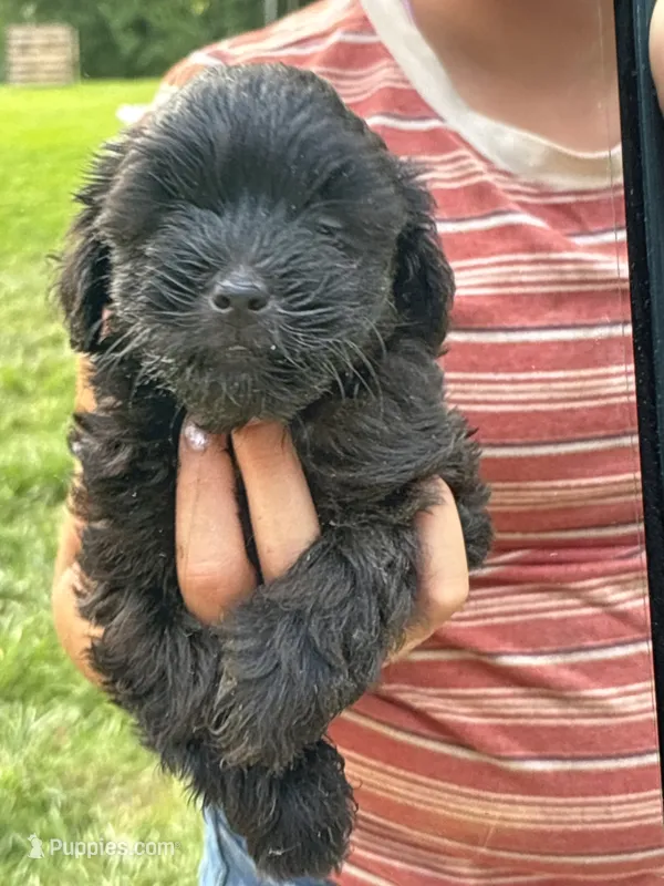 Maxx – Shihpoo puppy for sale in West Alexandria, OH