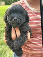 Maxx, a male Shihpoo for sale in West Alexandria, OH – 1 of 4