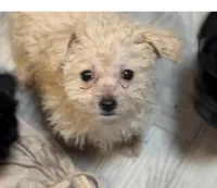 Marissa , a female Shihpoo for sale in West Alexandria, OH – Photo 1 of 2