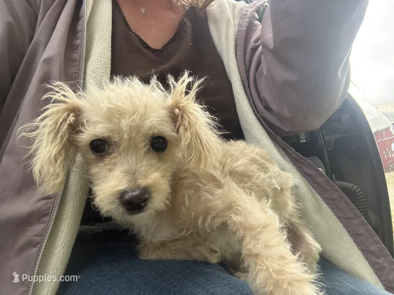Marissa  – Poodle - Miniature  puppy for sale in West Alexandria, OH