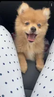 Demi, a female Pomeranian for sale in West Alexandria, OH – 1 of 6
