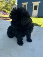 Maxx, a male Shihpoo for sale in West Alexandria, OH – 2 of 2