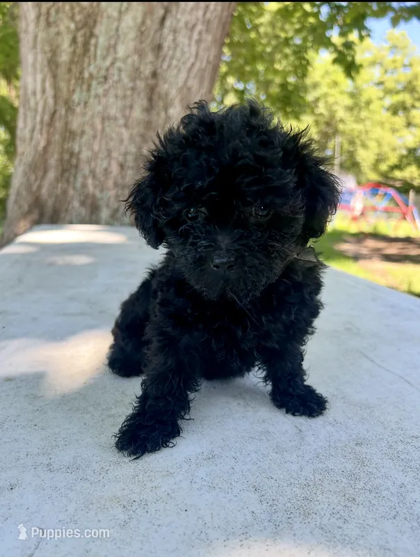 Maxx – Shihpoo puppy for sale in West Alexandria, OH
