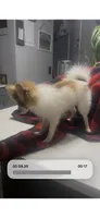 Teeny 2 lb Emma , a female Pomeranian for sale in West Alexandria, OH – 4 of 8