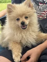 Tiny Knox, a male Pomeranian for sale in West Alexandria, OH – 3 of 6