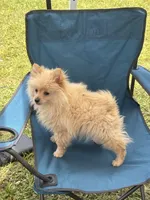 Tiny Knox, a male Pomeranian for sale in West Alexandria, OH – 2 of 6