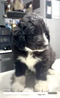 Dixie, a female Sheepadoodle for sale in West Alexandria, OH – Photo 1 of 9