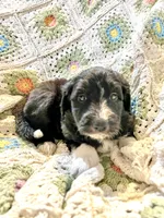 Dixie, a female Sheepadoodle for sale in West Alexandria, OH – Photo 6 of 9