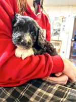 Dixie, a female Sheepadoodle for sale in West Alexandria, OH – Photo 4 of 9
