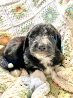 Dixie, a female Sheepadoodle for sale in West Alexandria, OH – Photo 2 of 9