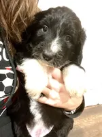 Dixie, a female Sheepadoodle for sale in West Alexandria, OH – Photo 8 of 9