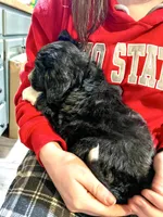 Dixie, a female Sheepadoodle for sale in West Alexandria, OH – Photo 7 of 9
