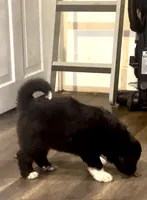 Dixie, a female Sheepadoodle for sale in West Alexandria, OH – Photo 3 of 9